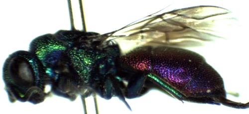 Réf. 297 158 : Chrysis interjecta